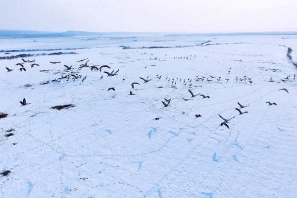 Wings_Over_White__Grey_Cranes_Flock_to_Snowy_Yellow_River video poster