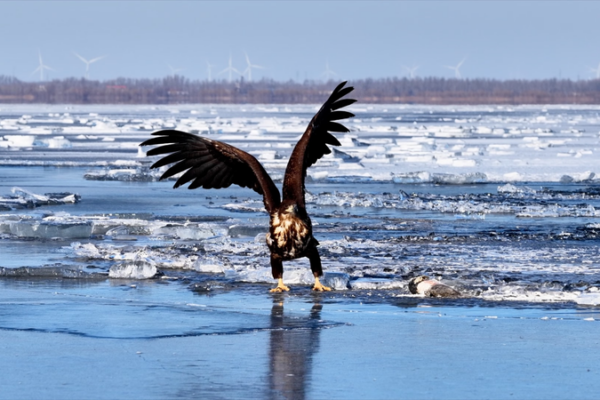 Wings_Over_Winter__White_Tailed_Eagles_at_Wolong_Lake_Reserve video poster
