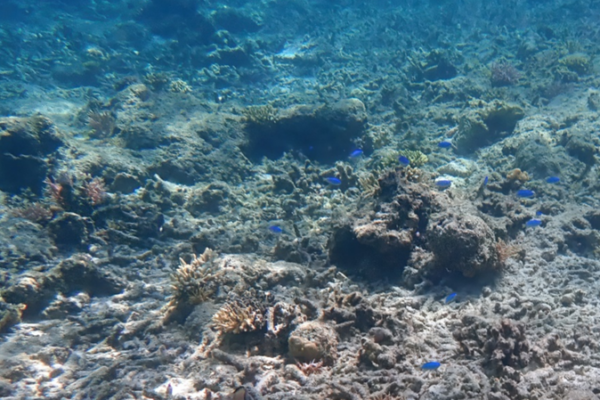 World_s_Oceans_Hit_Record_Heat_in_2025