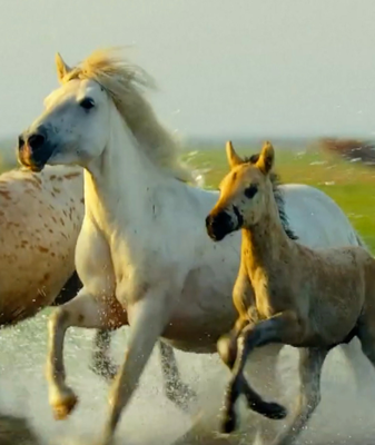 'Horse Power' Debuts in Shanghai: China's First Zodiac-Themed Giant-Screen Film 🐎 video poster